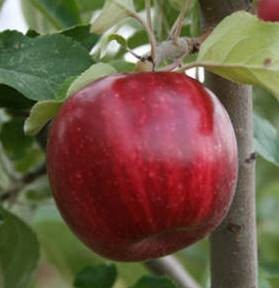Chrisolyn Jonathan - Apple Varieties